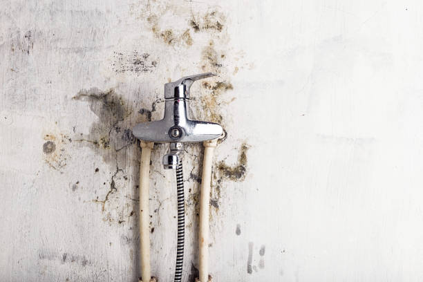 Best Toxic Mold Removal  in Sangaree, SC