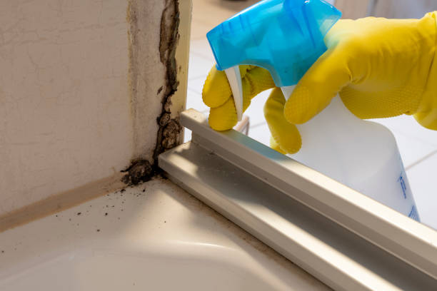 Mold Testing and Removal in Sangaree, SC